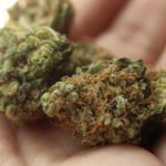 tisane fleur de cbd