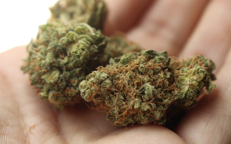tisane fleur de cbd